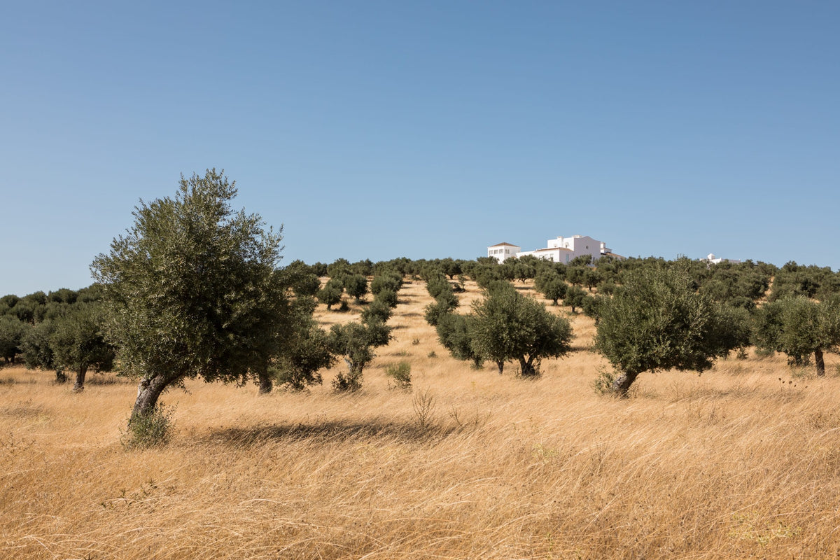 Charming hotels in Portugal set against a picturesque landscape with olive trees and golden grass under a clear blue sky.